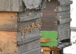 Brand Pennickental Jena 00023